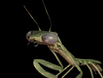 Mantis