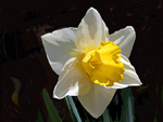Daffodil